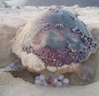 Bis zu 178 Eier legt eine Karettschildkröte in einem oder mehrere Gelege am Strand ab. Anschliessend deckt sie die Stelle mit viel Sand zu, um die Eier vor Raubvögeln zu schützen. Das der Mensch inzwischen ihr grösster Feind ist, weiss sie nicht.