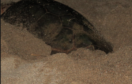 Gekonnt schiebt die Schildkröte den Sand beiseite und legt bis zu 128 Eier hier ab, die sie anschliessend vorsichtig mit Sand wieder zuschaufelt.