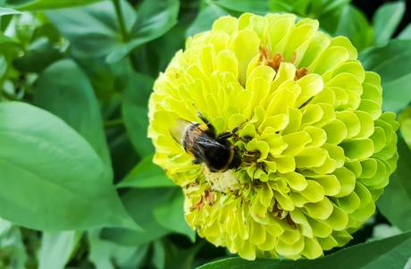 Kuriose Feiertage - 20. August - Tag der Honigbiene – der US-amerikanische National Honey Bee Day 2016 (c) 2016 Sven Giese-2