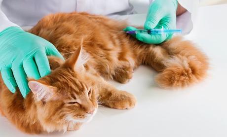 Diabetes bei Katzen: Katze mit Diabetes bekommt Insulin gespritzt