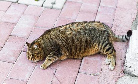 Katze mit Übergewicht Diabetes
