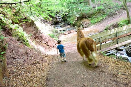 Urlaub auf dem Bauernhof und unser Video vom Lama-Trekking Urlaub auf dem Bauernhof und unser Video vom Lama-Trekking