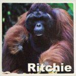 Orang-Utans-Semenggoh-Wildlife-Centre-Ritchie