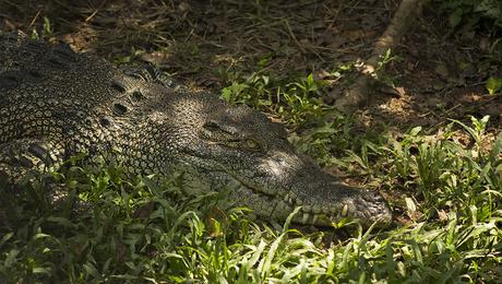 Krokodil-Semenggoh-Orang-Utan-Wildlife-Centre-Borneo