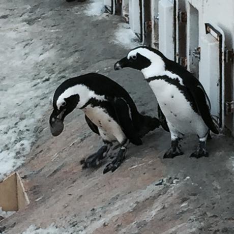 Pinguine - von Natur aus schwarz/weiß