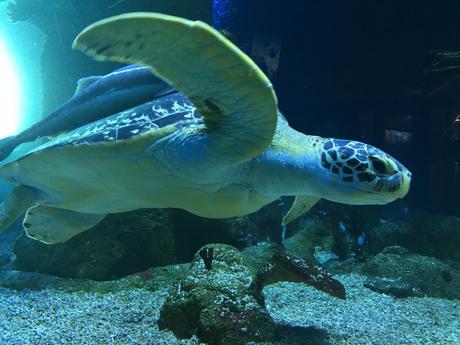 Schildkröte im Haus des Meeres