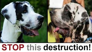 Petition für eine Wende in der Zucht der Deutschen Dogge