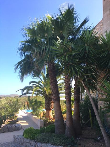 Mallorca: 2 Wochen im Paradies