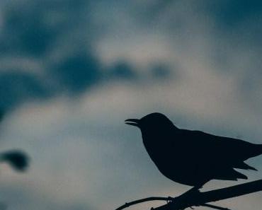 wallpaper-1689754