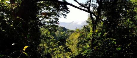 Uganda (Viktoriasee) – keine Plantagen im Wald der Insel Buvuma