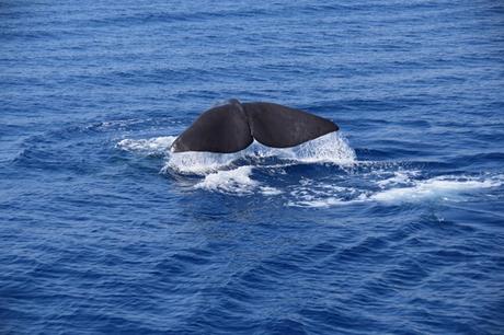 09_Buckelwal-Fluke-Whalewatching-Ligurien-Italien-Mittelmeer