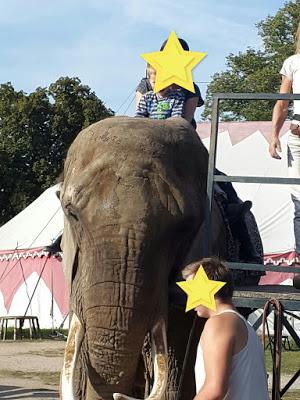 Ein Kurztrip zu den letzten Elefanten in Mecklenburg - Reisetipp Ferienpark Mecklenburg