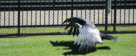 australia zoo - vogel im stadion