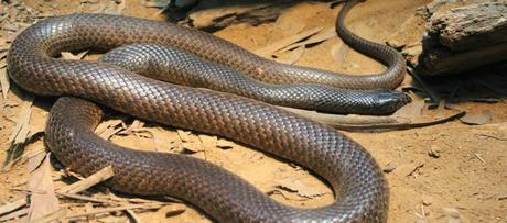 australia zoo - brown snake