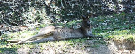 australia zoo - chilling kangaroo