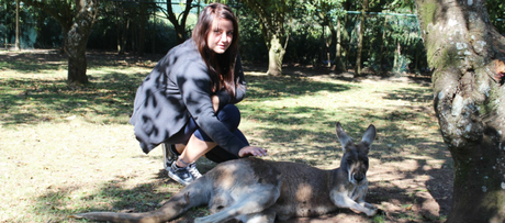 australia zoo - kangaroo pia
