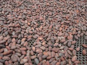 Kakaobohnen beim Trocknen