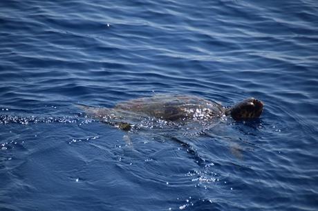 10_Whalewatch-Imperia-Meeresschildkroete-Pelagos-Sanctuary-Mittelmeer-Ligurien-Italien