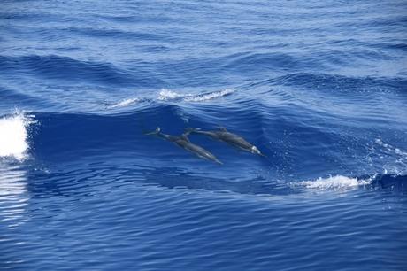 08_Whalewatch-Imperia-Delfine-im-Kielwasser-Pelagos-Walschutzgebiet-Mittelmeer-Ligurien-Italien
