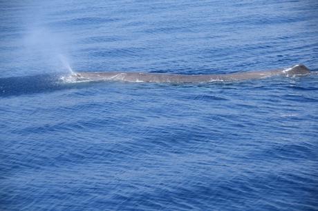 13_Whalewatch-Imperia-Pottwal-blaest-Pelagos-Walschutzgebiet-Mittelmeer-Ligurien-Italien