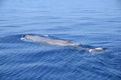14_Whalewatch-Imperia-Pottwal-Sichtung-Pelagos-Sanctuary-Mittelmeer-Ligurien-Italien