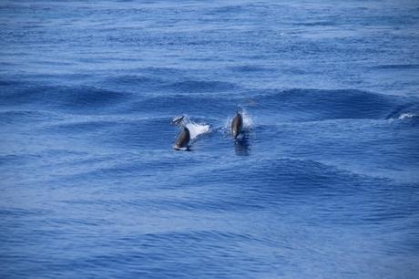 05_Whalewatch-Imperia-Delfine-im-Pelagos-Sanctuary-Mittelmeer-Ligurien-Italien