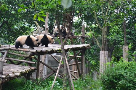 chengdu-china-pandas