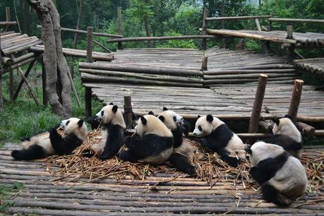 chengdu-china-panda-center