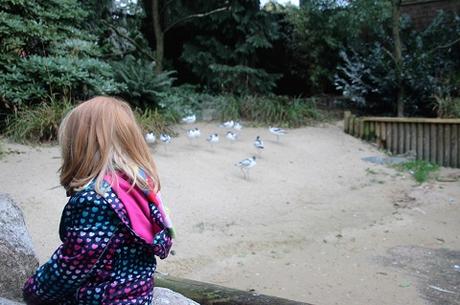 Auf Tuchfühlung mit Pinguinen und Loris – unser Herbsttag im Weltvogelpark Walsrode Auf Tuchfühlung mit Pinguinen und Loris – unser Herbsttag im Weltvogelpark Walsrode
