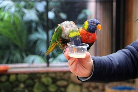 Auf Tuchfühlung mit Pinguinen und Loris – unser Herbsttag im Weltvogelpark Walsrode Auf Tuchfühlung mit Pinguinen und Loris – unser Herbsttag im Weltvogelpark Walsrode