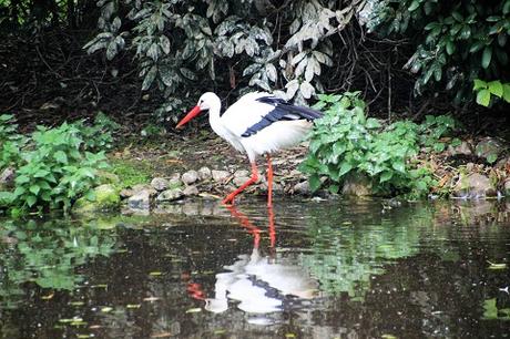 Auf Tuchfühlung mit Pinguinen und Loris – unser Herbsttag im Weltvogelpark Walsrode Auf Tuchfühlung mit Pinguinen und Loris – unser Herbsttag im Weltvogelpark Walsrode