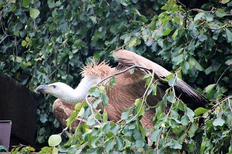 Auf Tuchfühlung mit Pinguinen und Loris – unser Herbsttag im Weltvogelpark Walsrode Auf Tuchfühlung mit Pinguinen und Loris – unser Herbsttag im Weltvogelpark Walsrode