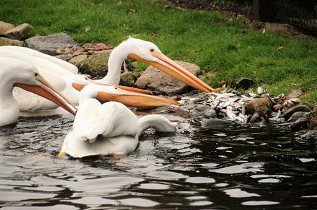 Auf Tuchfühlung mit Pinguinen und Loris – unser Herbsttag im Weltvogelpark Walsrode Auf Tuchfühlung mit Pinguinen und Loris – unser Herbsttag im Weltvogelpark Walsrode