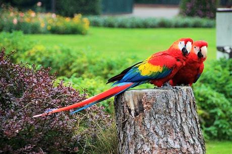 Auf Tuchfühlung mit Pinguinen und Loris – unser Herbsttag im Weltvogelpark Walsrode Auf Tuchfühlung mit Pinguinen und Loris – unser Herbsttag im Weltvogelpark Walsrode