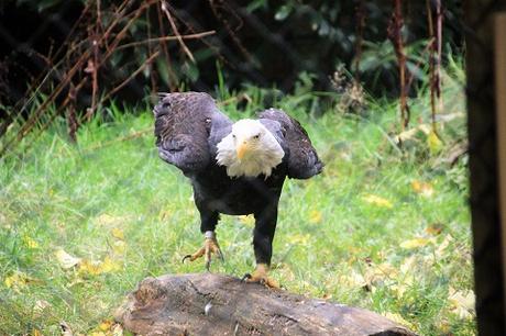 Auf Tuchfühlung mit Pinguinen und Loris – unser Herbsttag im Weltvogelpark Walsrode Auf Tuchfühlung mit Pinguinen und Loris – unser Herbsttag im Weltvogelpark Walsrode