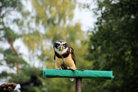 Auf Tuchfühlung mit Pinguinen und Loris – unser Herbsttag im Weltvogelpark Walsrode Auf Tuchfühlung mit Pinguinen und Loris – unser Herbsttag im Weltvogelpark Walsrode