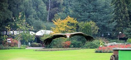 Auf Tuchfühlung mit Pinguinen und Loris – unser Herbsttag im Weltvogelpark Walsrode Auf Tuchfühlung mit Pinguinen und Loris – unser Herbsttag im Weltvogelpark Walsrode