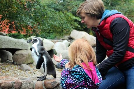 Auf Tuchfühlung mit Pinguinen und Loris – unser Herbsttag im Weltvogelpark Walsrode Auf Tuchfühlung mit Pinguinen und Loris – unser Herbsttag im Weltvogelpark Walsrode
