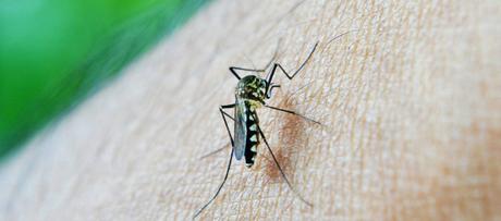 Impfungen für eure Weltreise - mosquito