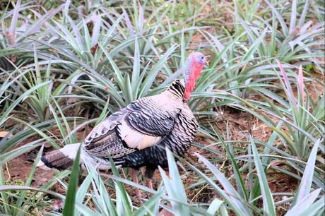 Tipps zum Besuch des Nationalparks Kirirom in Kambodscha Ein besonderer Vogel im Nationalpark Kirirom