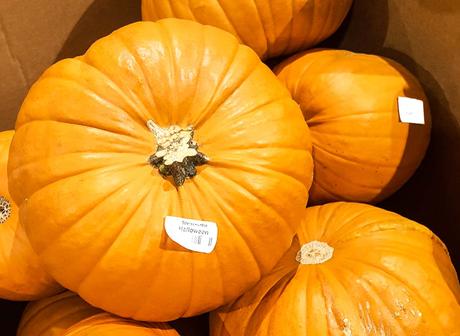 feiertage-26-oktober-tag-des-kuerbis-in-den-usa-der-amerikanische-national-pumpkin-day-c-2016-sven-giese-2