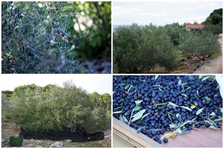 collage-olivenernte-5