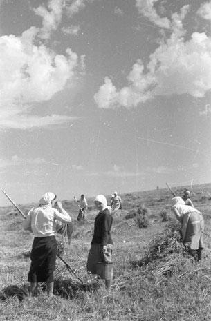 Bessarabische Bäuerinnen bei der Ernte (Foto: Bundesarchiv, B 145 Bild-F016200-34 / CC-BY-SA 3.0, CC BY-SA 3.0)