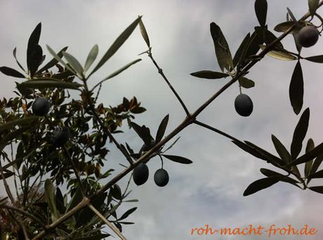Die Oliven werden reif