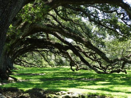 oak-tree-oak-alley-plantation