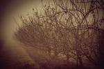 Meine wunderschöne, einsame Fototour durch den Nebel