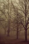Meine wunderschöne, einsame Fototour durch den Nebel
