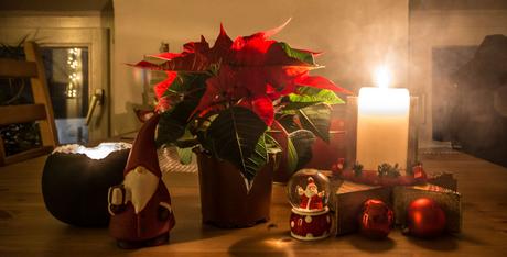 Kuriose Feiertage- 12. Dezember- Tag des Weihnachtssterns in den USA – der amerikanische National Poinsettia Day (c) 2015 Sven Giese -1