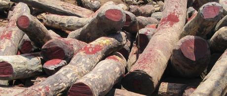 Nigeria – Palisander-Bäume bluten, Holzfäller stoppen (Petition)