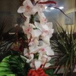 weihnachten-orchideen